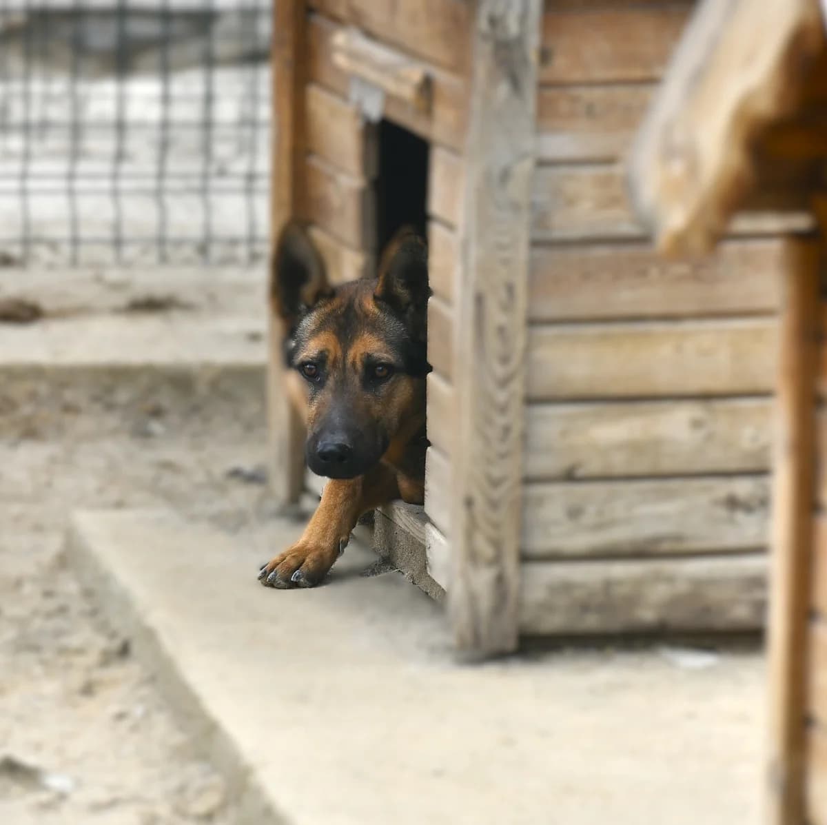 SAHİPSİZ CAN DOSTUMUZ, Mixed Breed for adoption at Ankara EPATI, Ankara