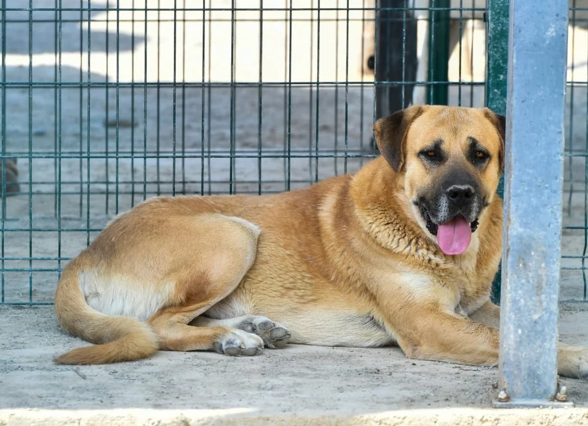 AYICIK, Mixed Breed for adoption at Ankara EPATI, Ankara