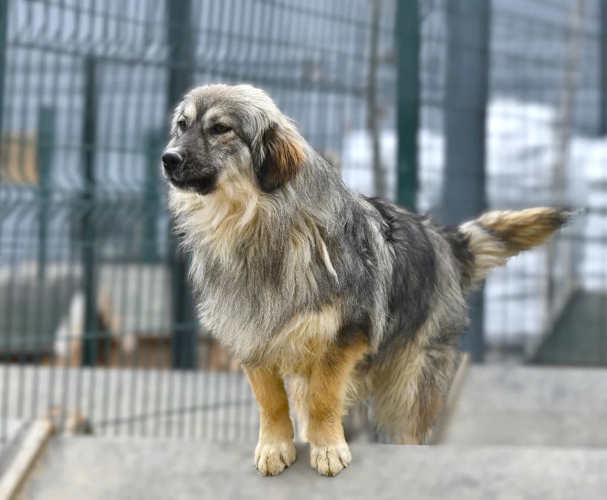 ÇILGIN, Mixed Breed for adoption at Ankara EPATI, Ankara