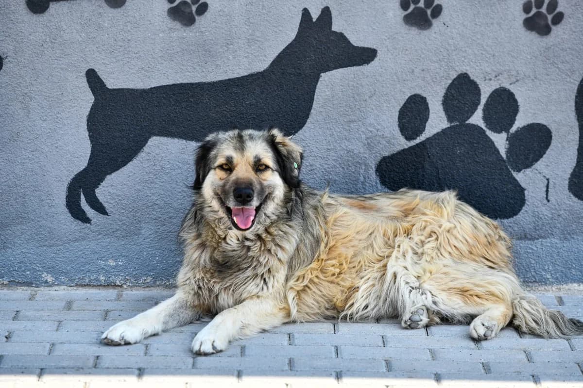 BEYBİİ, Mixed Breed for adoption at Ankara EPATI, Ankara