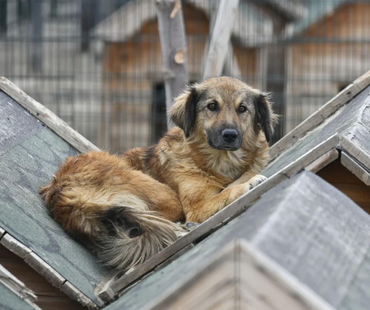 BALIM, Mixed Breed for adoption at Ankara EPATI, Ankara