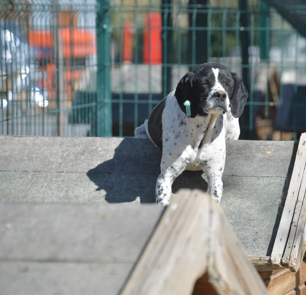 DEYZİ, Mixed Breed for adoption at Ankara EPATI, Ankara