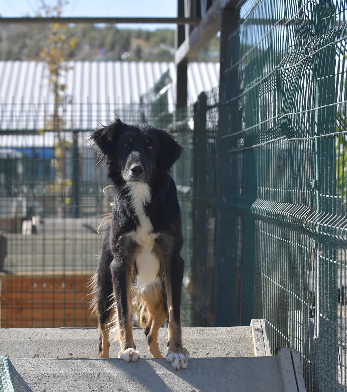 KARAM, Mixed Breed for adoption at Ankara EPATI, Ankara