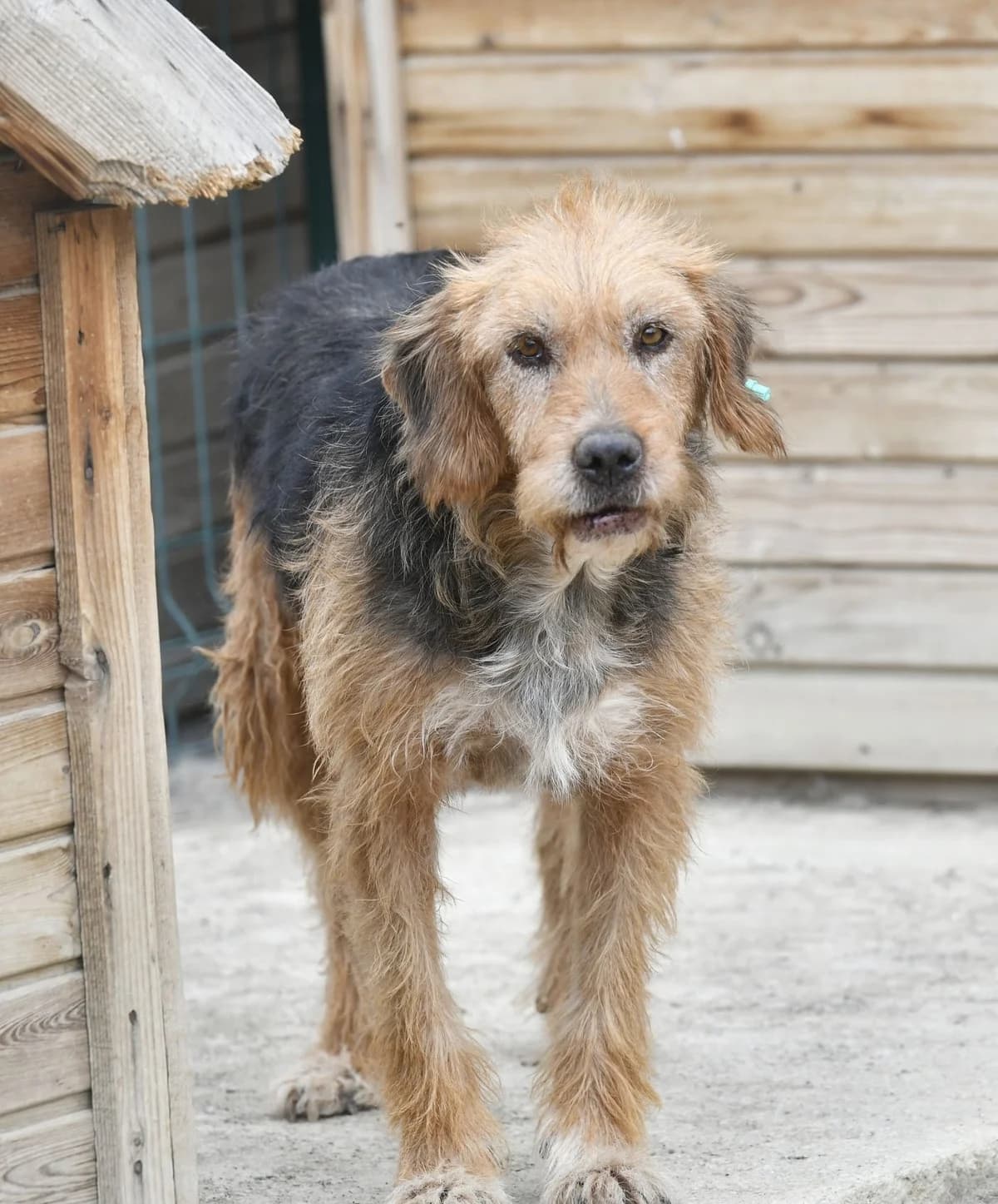 TEYZE, Mixed Breed for adoption at Ankara EPATI, Ankara