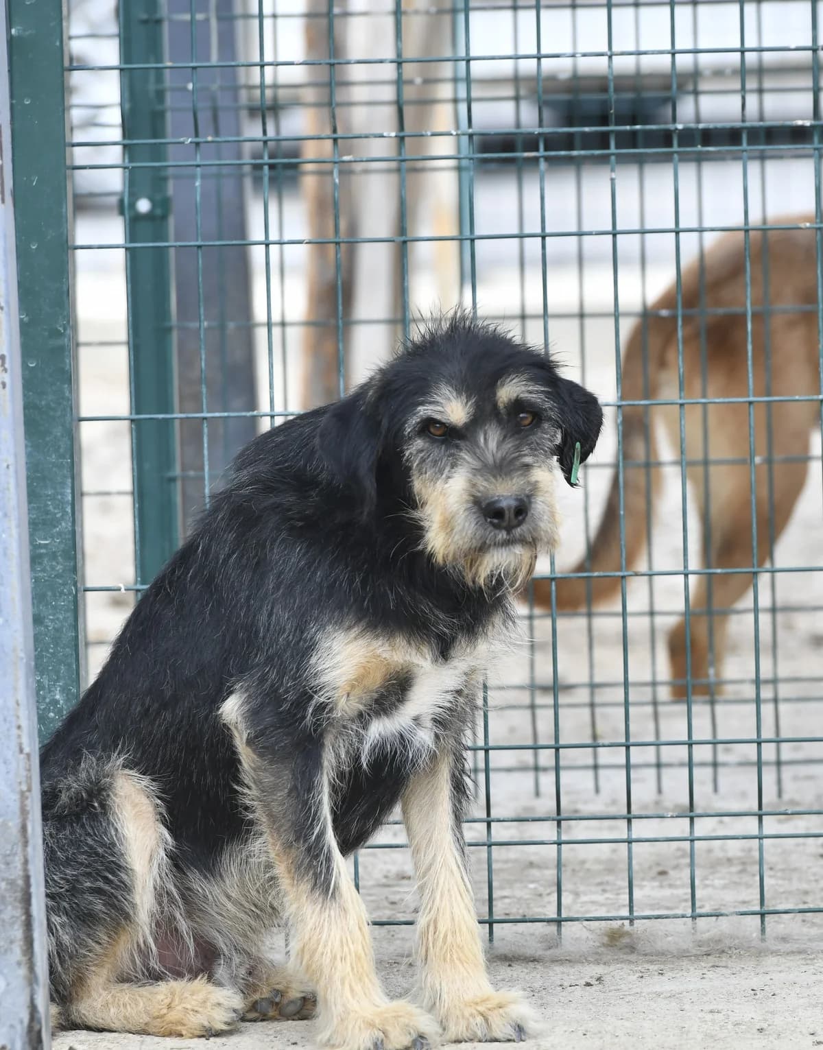 ALEX, Mixed Breed for adoption at Ankara EPATI, Ankara