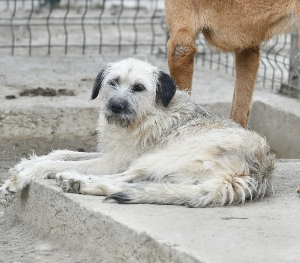 POPİİ, Mixed Breed for adoption at Ankara EPATI, Ankara