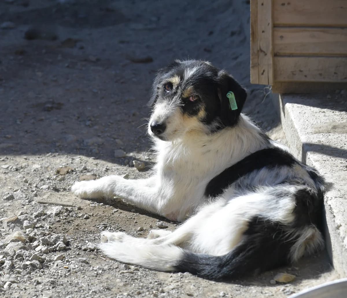 MASUM, Mixed Breed for adoption at Ankara EPATI, Ankara