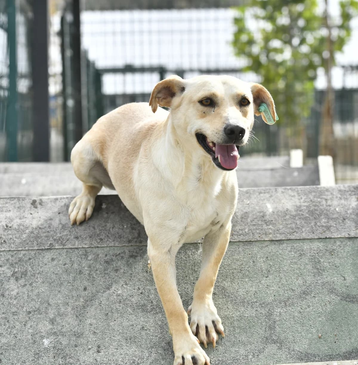 FİNCAN, Mixed Breed for adoption at Ankara EPATI, Ankara