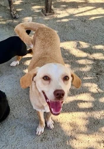 PIPPIN, male puppy Mixed Breed for adoption at AFOT - Animal Friends of Turkey, Fethiye / Muğla