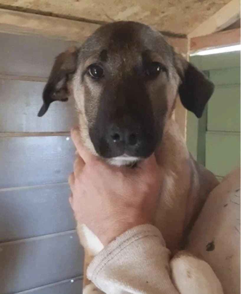TARCIN, male puppy Mixed Breed for adoption at AFOT - Animal Friends of Turkey, Fethiye / Muğla