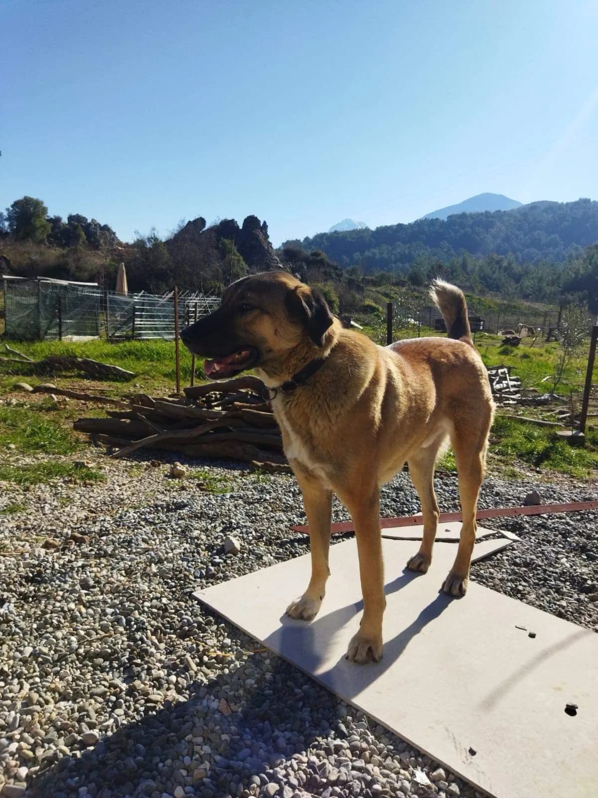 DUKIE, male puppy Mixed Breed for adoption at AFOT - Animal Friends of Turkey, Fethiye / Muğla