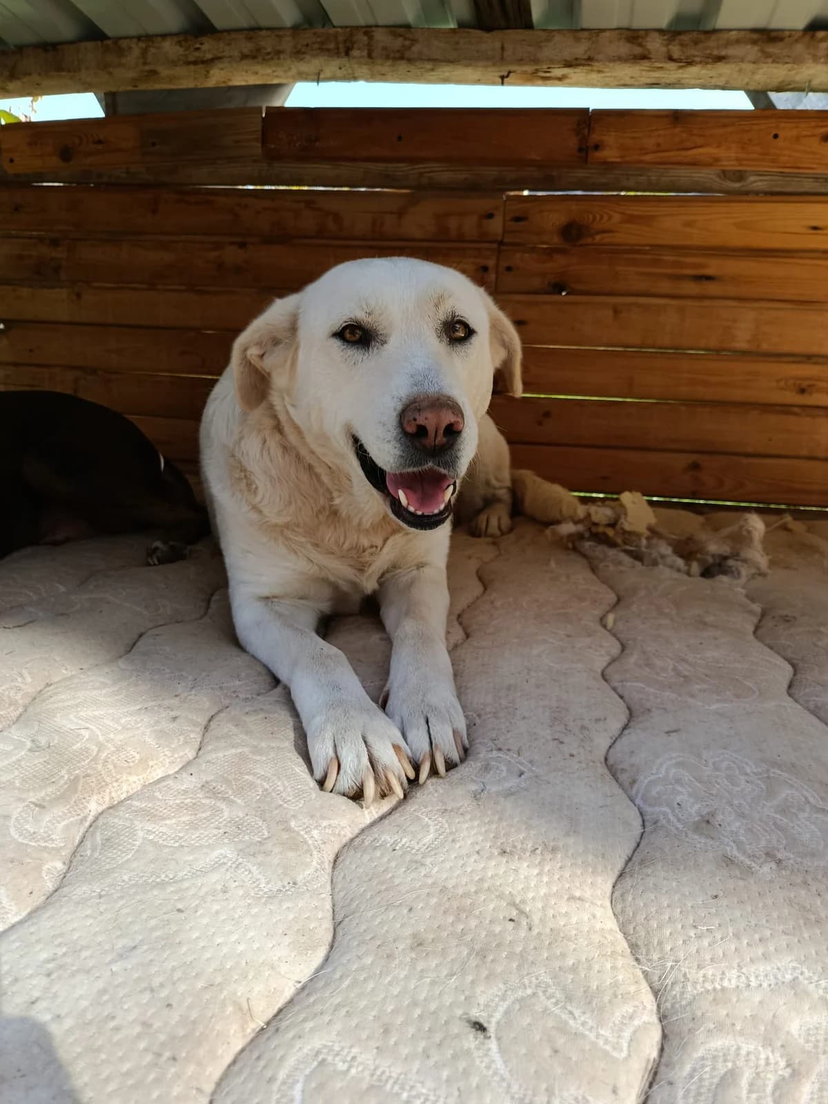 ZEYNA, female 6yo Mixed Breed for adoption at AFOT - Animal Friends of Turkey, Fethiye / Muğla