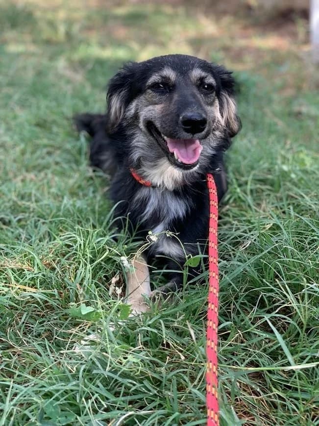 KERRY, female puppy Mixed Breed for adoption at AFOT - Animal Friends of Turkey, Fethiye / Muğla