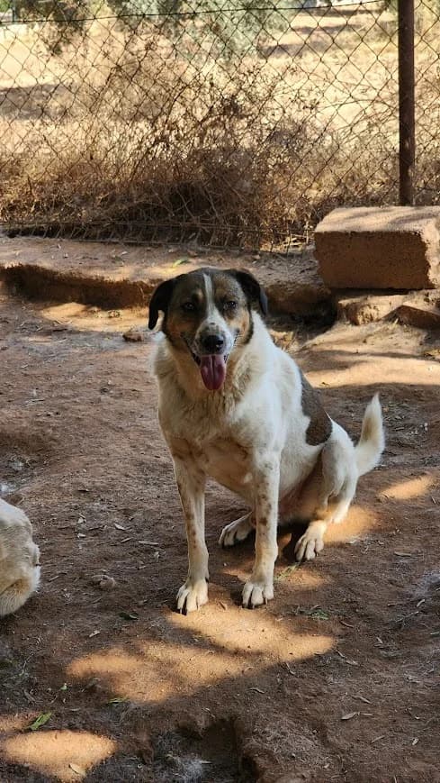 FREDDIE, male puppy Mixed Breed for adoption at AFOT - Animal Friends of Turkey, Fethiye / Muğla