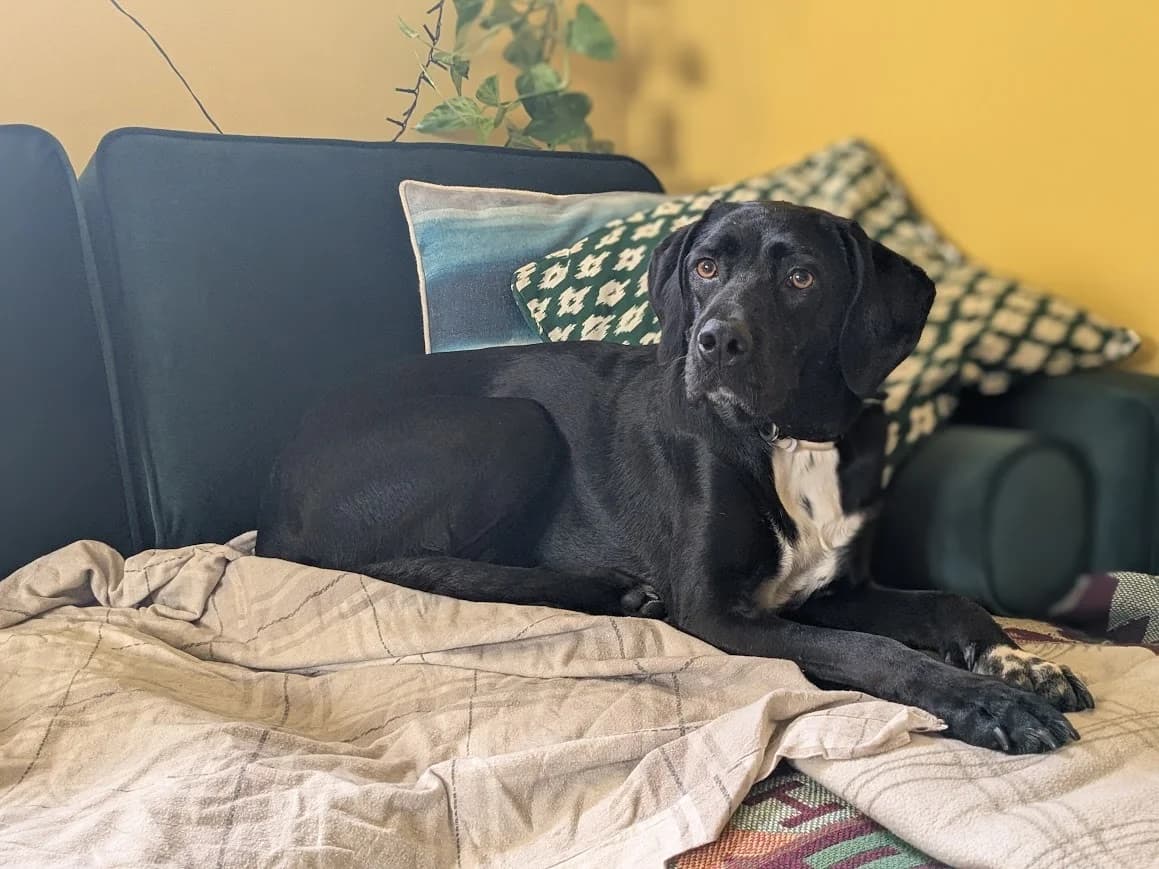 BONNIE, female 4yo Mixed Breed for adoption at AFOT - Animal Friends of Turkey, Fethiye / Muğla