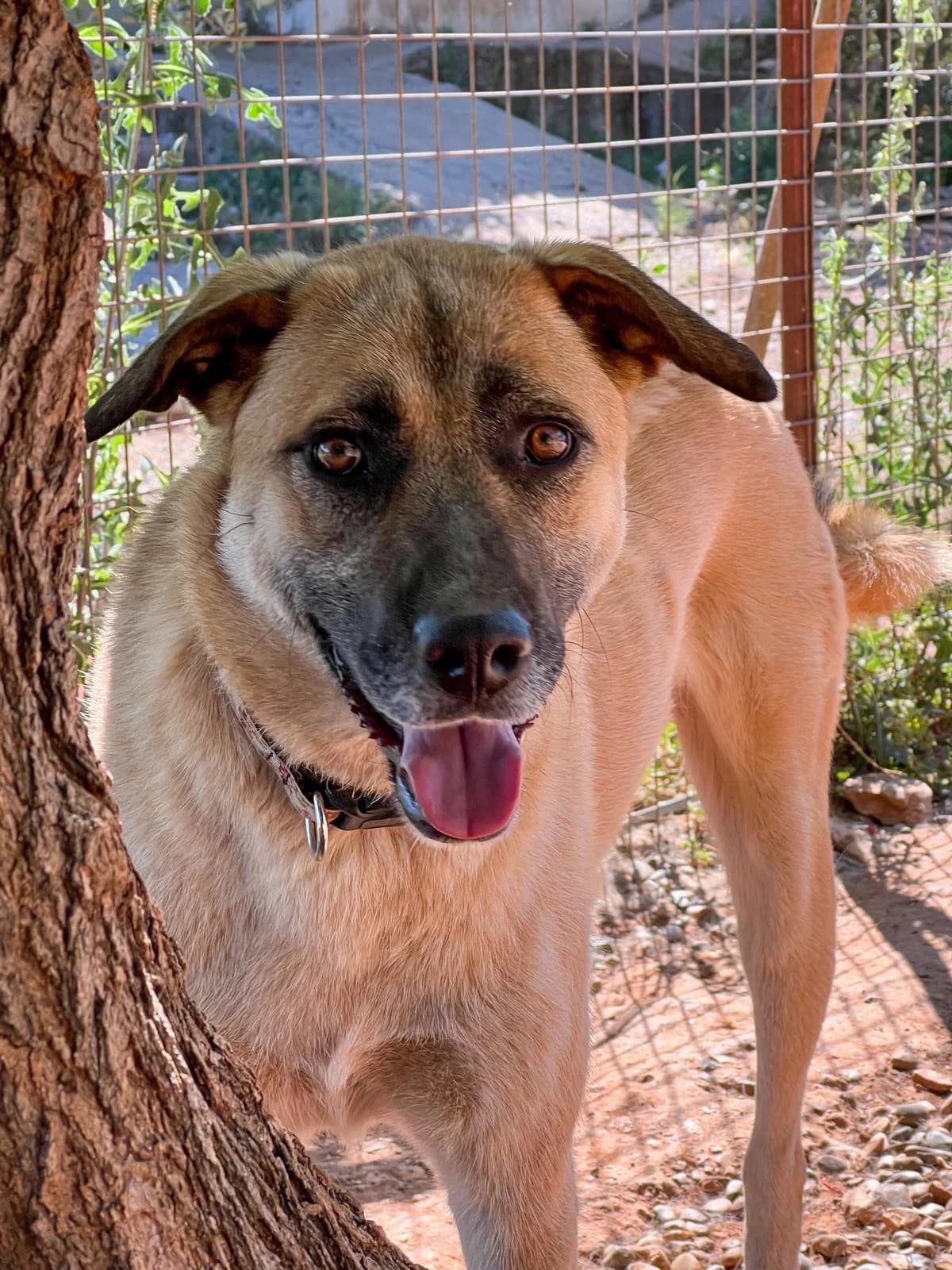 COOPER, male 3yo Mixed Breed for adoption at AFOT - Animal Friends of Turkey, Fethiye / Muğla