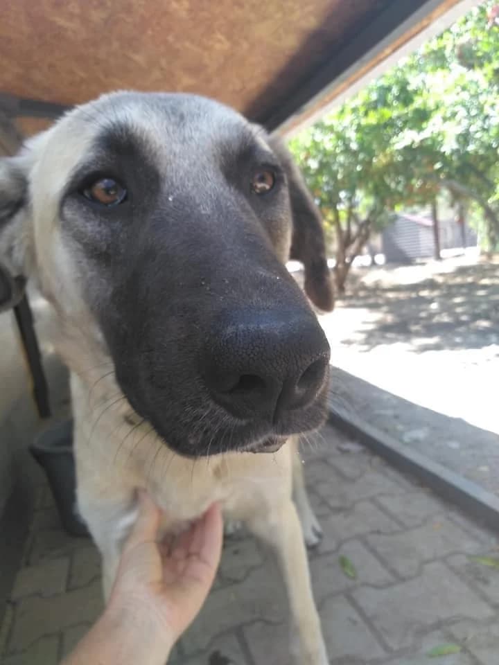 MIA, female puppy Mixed Breed for adoption at AFOT - Animal Friends of Turkey, Fethiye / Muğla