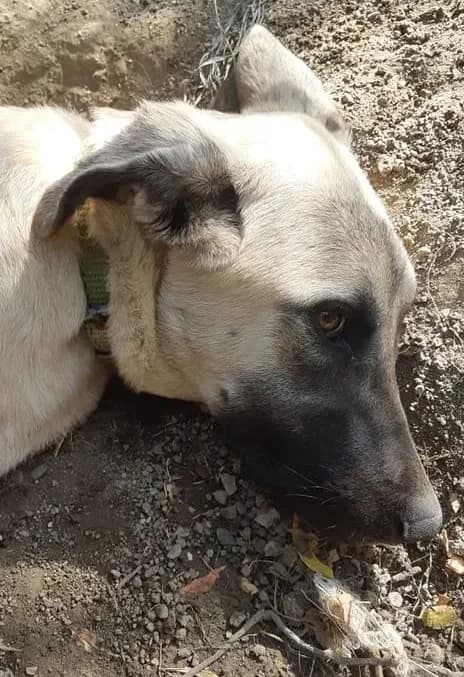 NOAH, male puppy Mixed Breed for adoption at AFOT - Animal Friends of Turkey, Fethiye / Muğla
