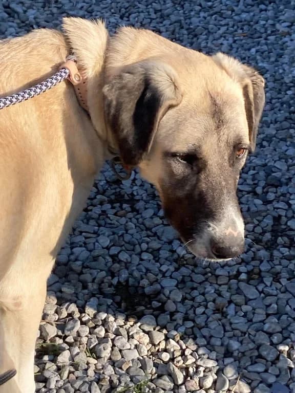 DAKOTA, female puppy Mixed Breed for adoption at AFOT - Animal Friends of Turkey, Fethiye / Muğla