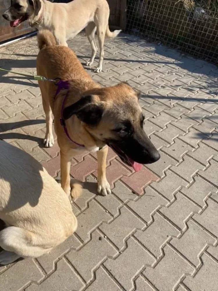 MISSY, female puppy Mixed Breed for adoption at AFOT - Animal Friends of Turkey, Fethiye / Muğla
