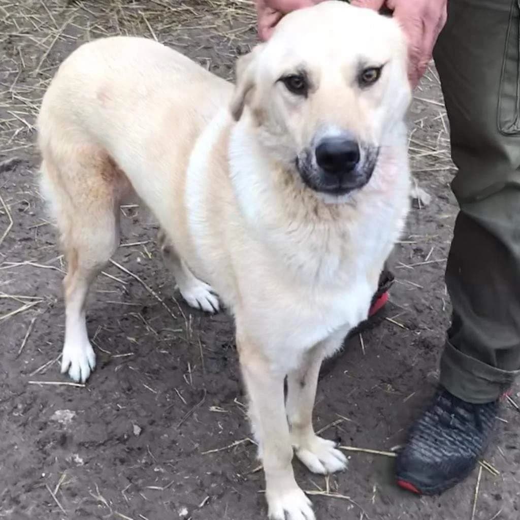 LENA, female 4yo Mixed Breed for adoption at AFOT - Animal Friends of Turkey, Fethiye / Muğla