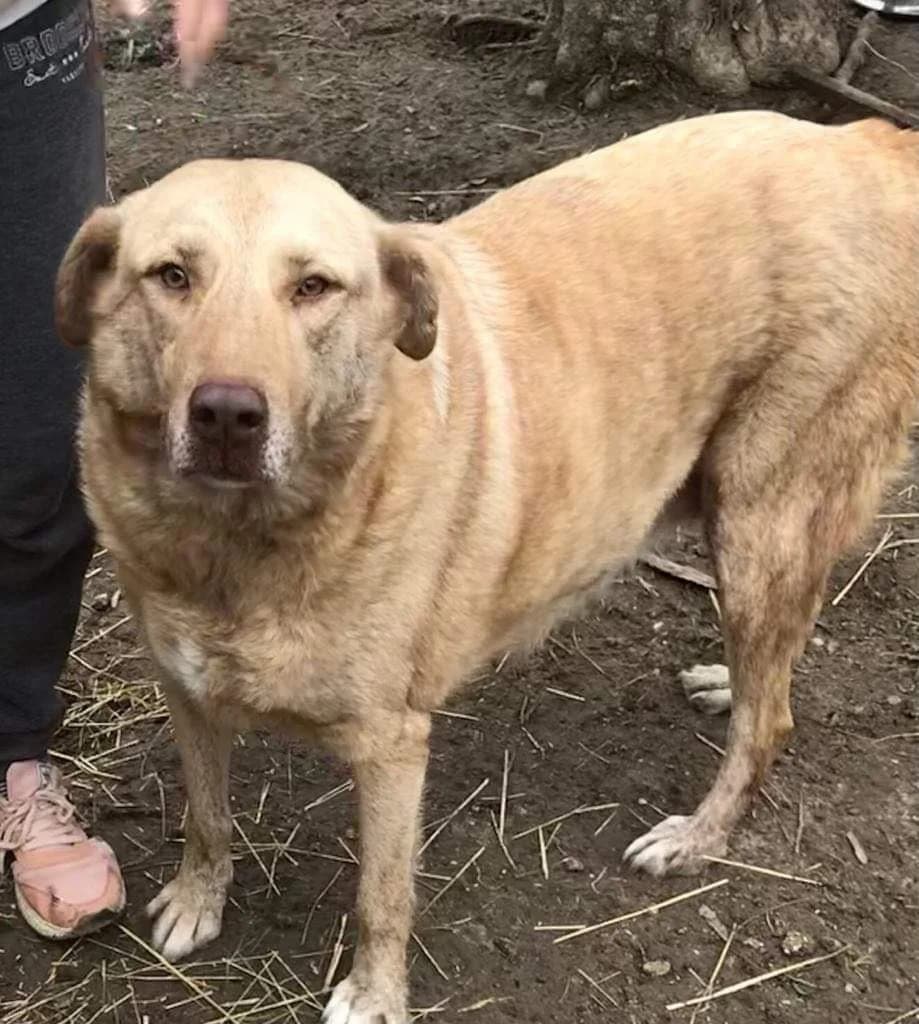 LILLI, female 5yo Mixed Breed for adoption at AFOT - Animal Friends of Turkey, Fethiye / Muğla