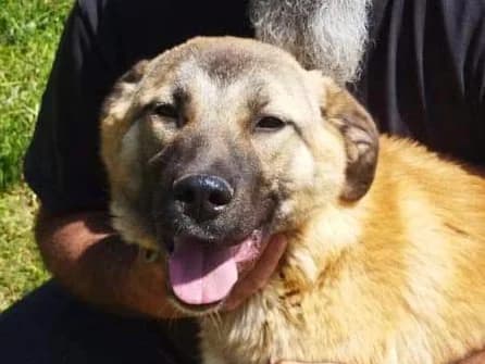 CESAR, male puppy Mixed Breed for adoption at AFOT - Animal Friends of Turkey, Fethiye / Muğla