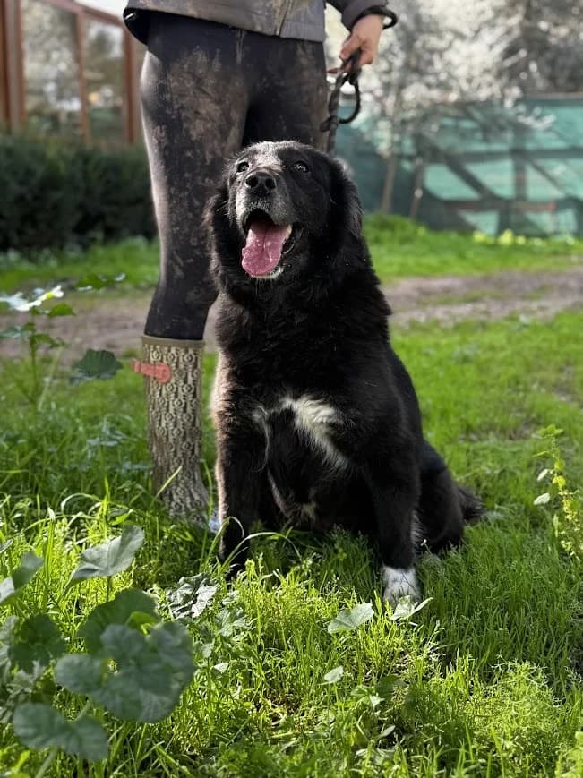 TOOTIE, female 3yo Mixed Breed for adoption at AFOT - Animal Friends of Turkey, Fethiye / Muğla