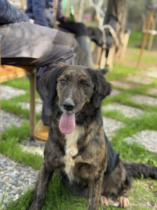 KALI, female 3yo Mixed Breed for adoption at AFOT - Animal Friends of Turkey, Fethiye / Muğla