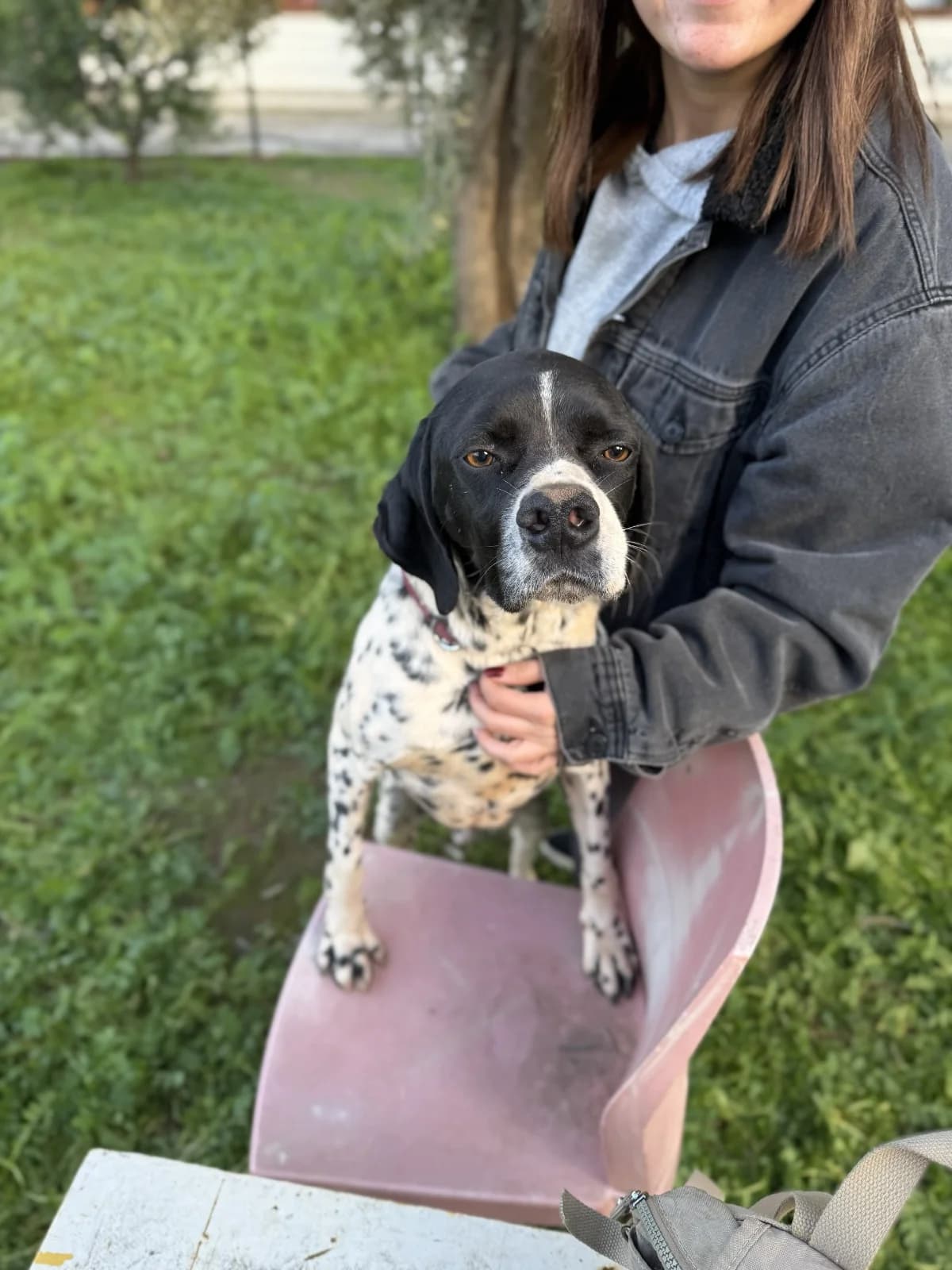 CESAR, male 7yo Mixed Breed for adoption at AFOT - Animal Friends of Turkey, Fethiye / Muğla