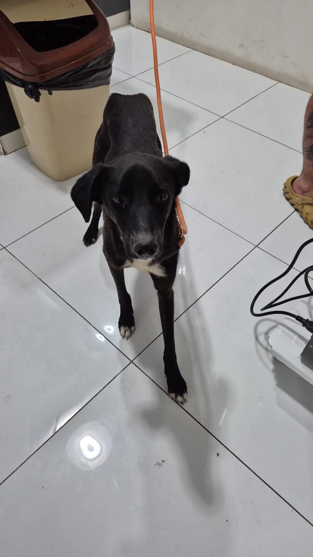 MAX, male young Mixed Breed for adoption at AFOT - Animal Friends of Turkey, Fethiye / Muğla