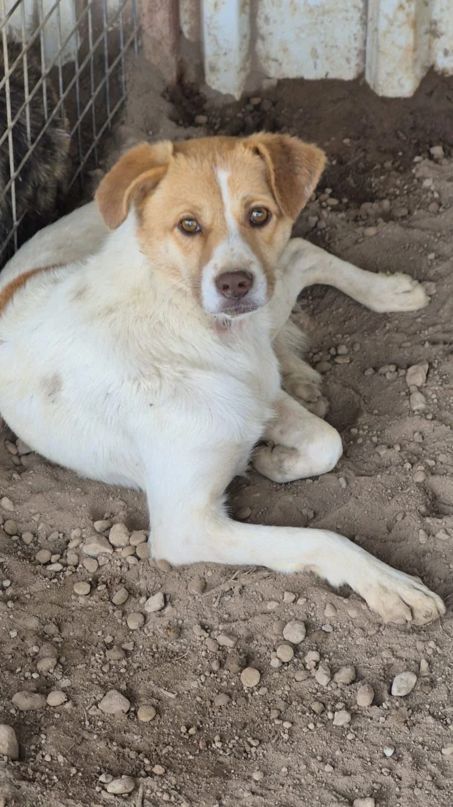 MANDY, female young Mixed Breed for adoption at AFOT - Animal Friends of Turkey, Fethiye / Muğla