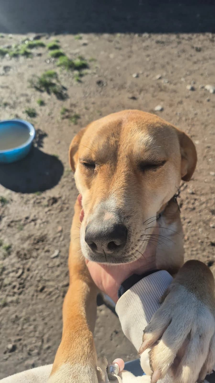 ORTO, male young Mixed Breed for adoption at AFOT - Animal Friends of Turkey, Fethiye / Muğla