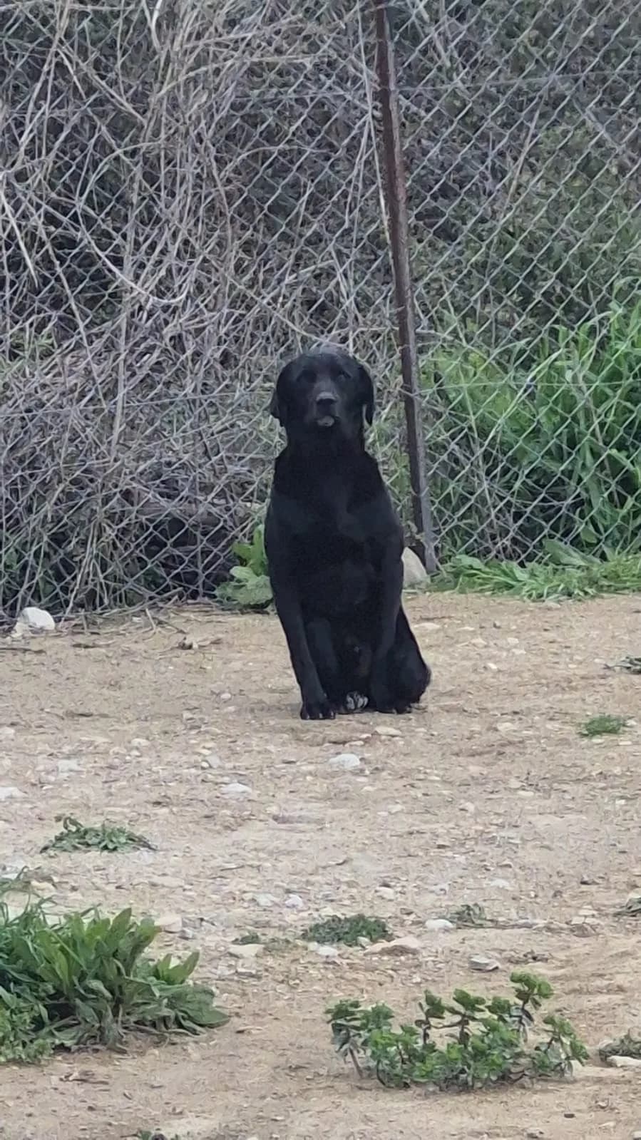 JAX, male young Mixed Breed for adoption at AFOT - Animal Friends of Turkey, Fethiye / Muğla