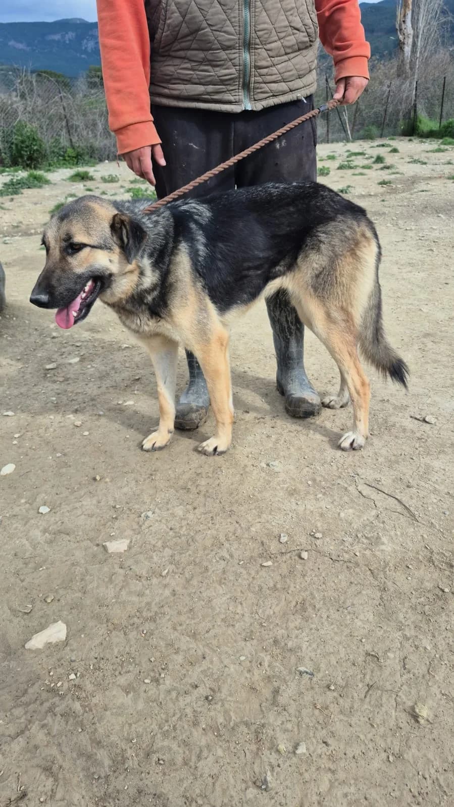 KAZ, female young Mixed Breed for adoption at AFOT - Animal Friends of Turkey, Fethiye / Muğla