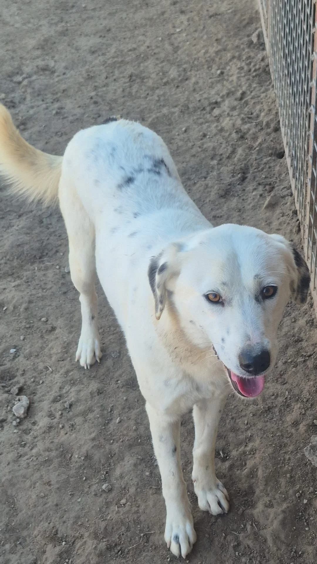 AUTUMN, female young Mixed Breed for adoption at AFOT - Animal Friends of Turkey, Fethiye / Muğla