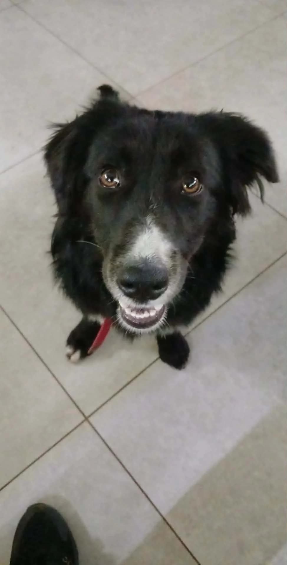 ROMI, Mixed Breed (AFOT - Animal Friends of Turkey)