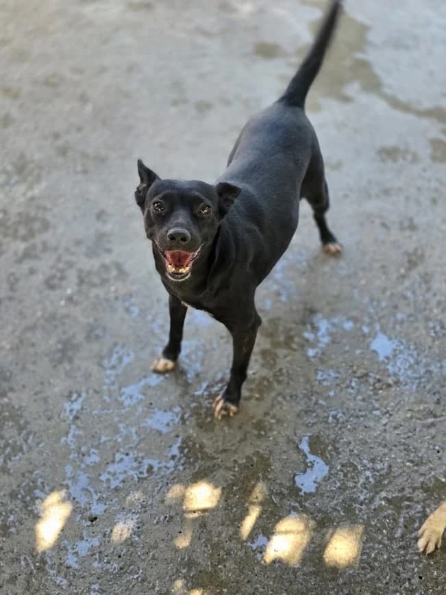 NANCY, Mixed Breed (AFOT - Animal Friends of Turkey)