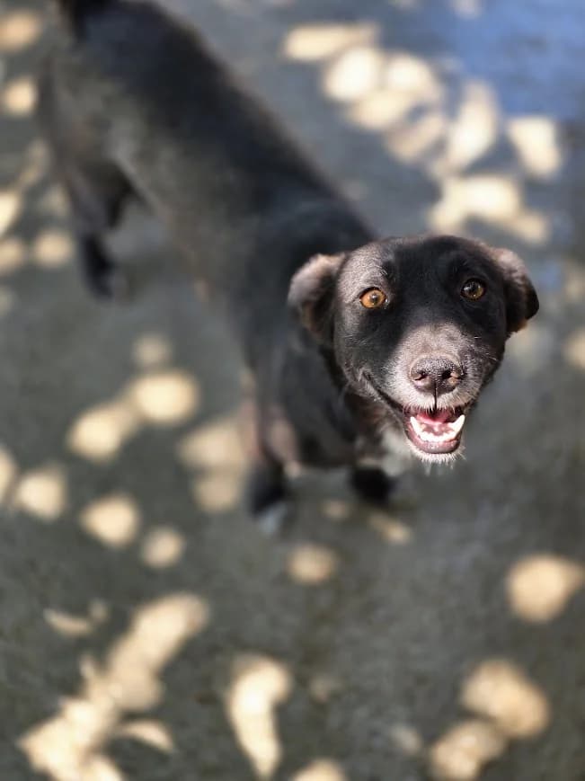 CASSIE, female 3yo Mixed Breed for adoption at AFOT - Animal Friends of Turkey, Fethiye / Muğla