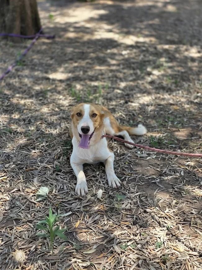 THEA, female young Mixed Breed for adoption at AFOT - Animal Friends of Turkey, Fethiye / Muğla