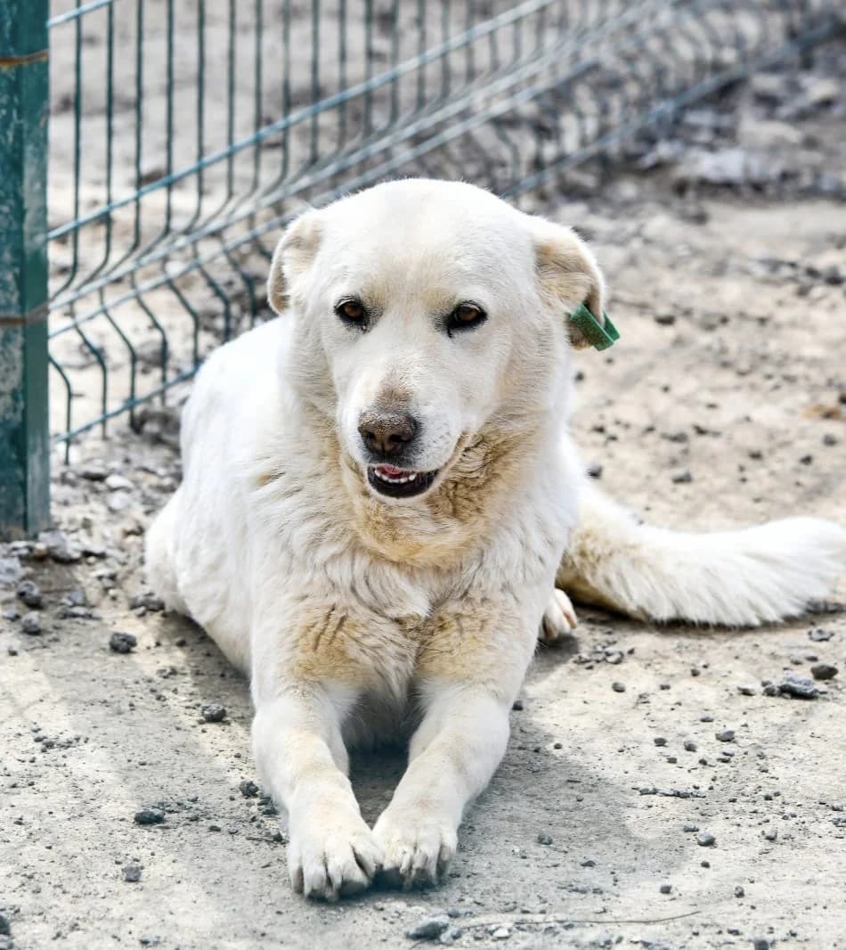 SAHİPSİZ CAN DOSTUMUZ,  Mixed Breed for adoption at Ankara EPATI, Ankara