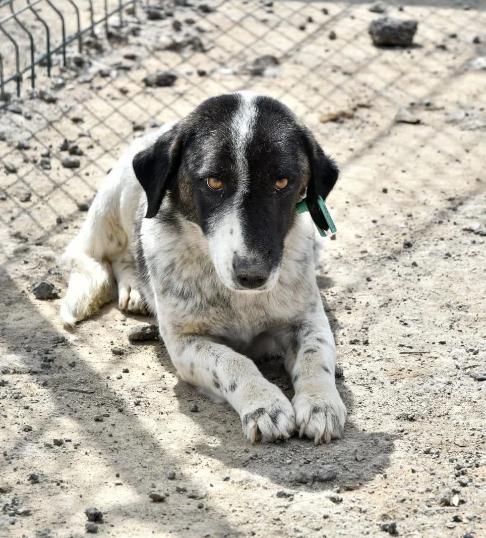 MUTLU, Mixed Breed for adoption at Ankara EPATI, Ankara