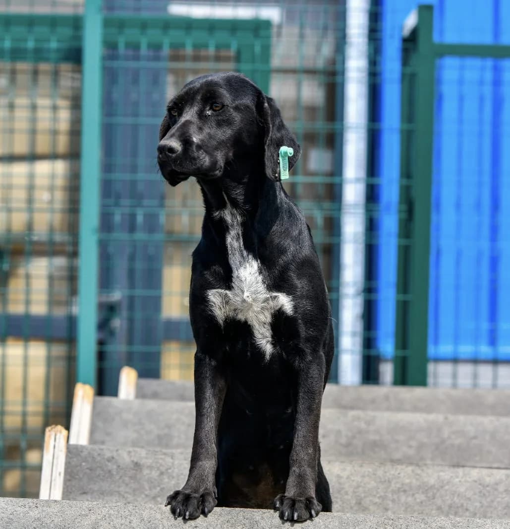 PEYNİR, Mixed Breed for adoption at Ankara EPATI, Ankara