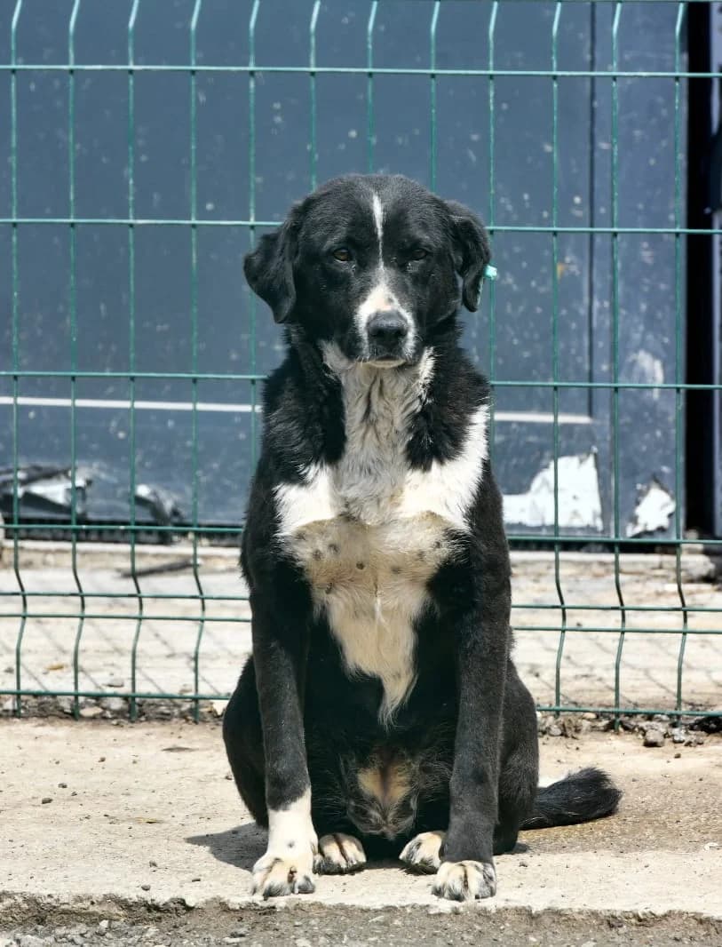 OREO,  Mixed Breed for adoption at Ankara EPATI, Ankara