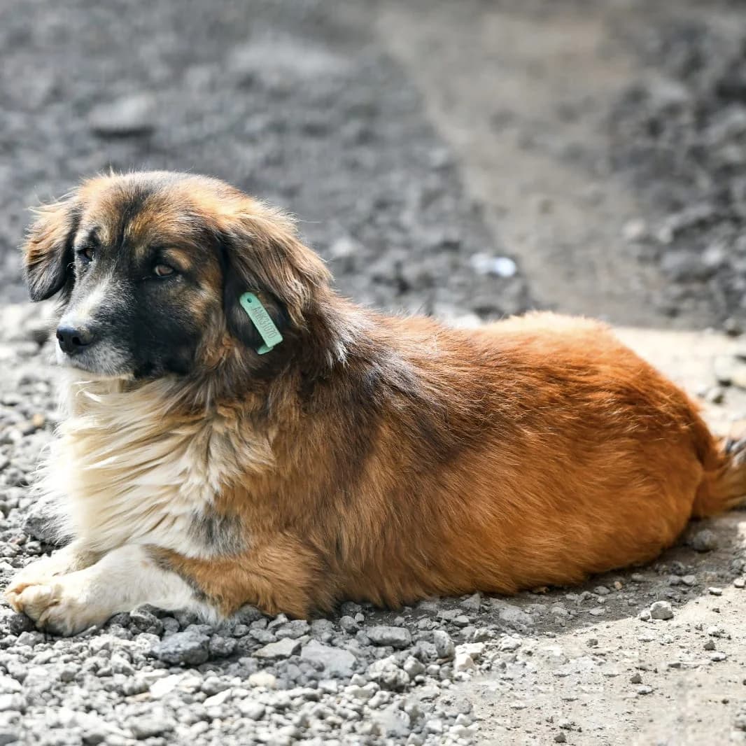 BONCUK,  Mixed Breed for adoption at Ankara EPATI, Ankara
