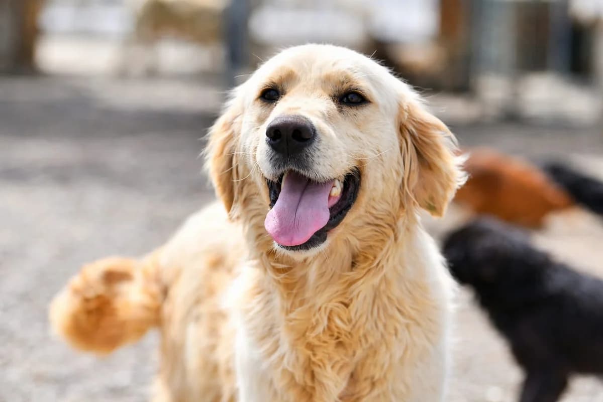 PARLA,  Mixed Breed for adoption at Ankara EPATI, Ankara