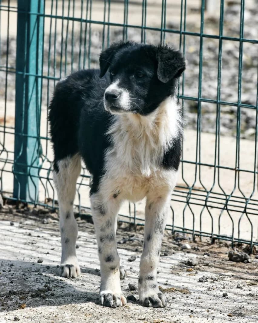 FINDIK,  Mixed Breed for adoption at Ankara EPATI, Ankara
