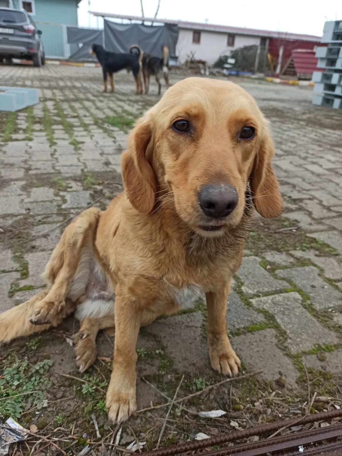 KARAMEL, female young mixed breed for adoption at Bafra Belediyesi Sahiplen, Samsun Bafra