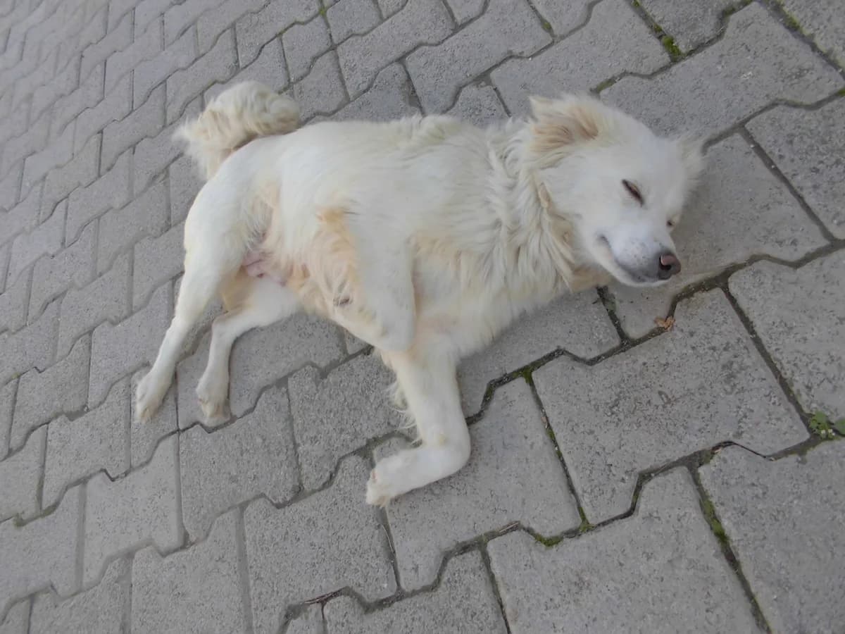 ŞEKER, female young mixed breed for adoption at Bafra Belediyesi Sahiplen, Samsun Bafra