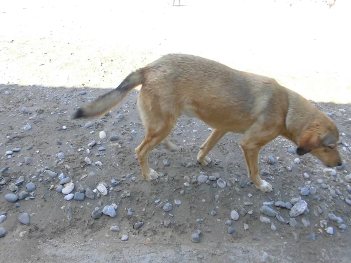 THOR, male young mixed breed for adoption at Bafra Belediyesi Sahiplen, Samsun Bafra